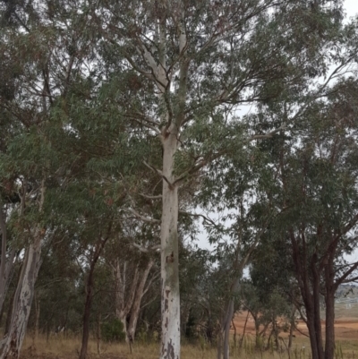 Eucalyptus mannifera subsp. mannifera (Brittle Gum) at Piney Ridge - 27 Apr 2022 by Jean