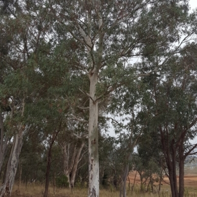 Eucalyptus mannifera subsp. mannifera (Brittle Gum) at Stromlo, ACT - 27 Apr 2022 by Jean