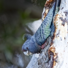 Callocephalon fimbriatum (Gang-gang Cockatoo) at GG26 - 24 Apr 2022 by BenHarvey