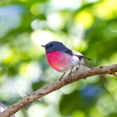 Petroica rosea (Rose Robin) at ANBG - 24 Apr 2022 by BenHarvey