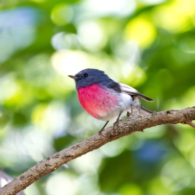 Petroica rosea (Rose Robin) at ANBG - 24 Apr 2022 by BenHarvey