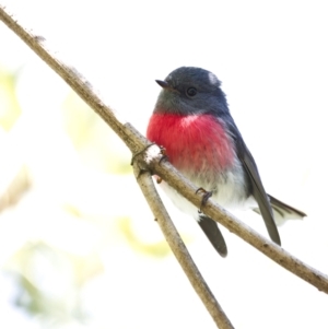 Petroica rosea at Acton, ACT - 24 Apr 2022