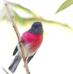 Petroica rosea at Acton, ACT - 24 Apr 2022