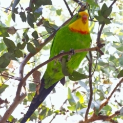 Polytelis swainsonii (Superb Parrot) at Watson, ACT - 12 Apr 2022 by BenHarvey