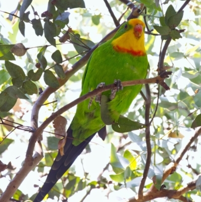 Polytelis swainsonii (Superb Parrot) at Watson, ACT - 12 Apr 2022 by BenHarvey