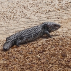 Tiliqua rugosa (Shingleback Lizard) at Cheynes, WA - 16 Sep 2019 by Christine