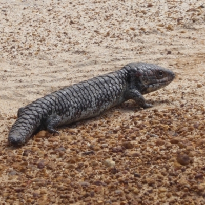 Tiliqua rugosa (Shingleback Lizard) at Cheynes, WA - 16 Sep 2019 by Christine
