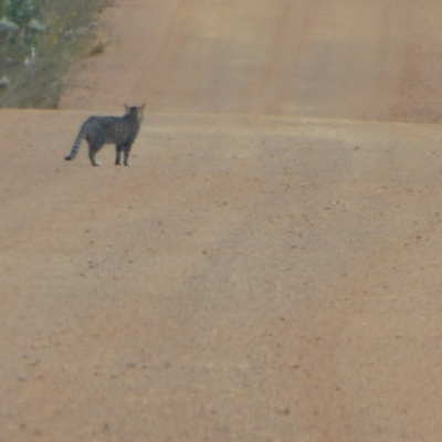 Felis catus (Feral Cat) at Stirling Range National Park - 14 Sep 2019 by Christine