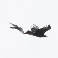 Aquila audax (Wedge-tailed Eagle) at Molonglo Valley, ACT - 26 Apr 2022 by AlisonMilton