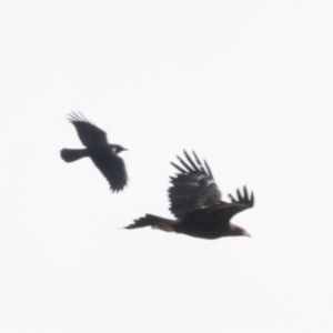 Aquila audax at Molonglo Valley, ACT - 26 Apr 2022 11:31 AM