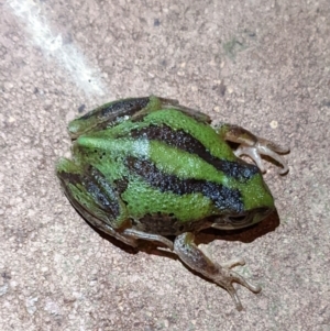 Litoria verreauxii verreauxii at Sutton, NSW - 27 Apr 2022 09:12 PM