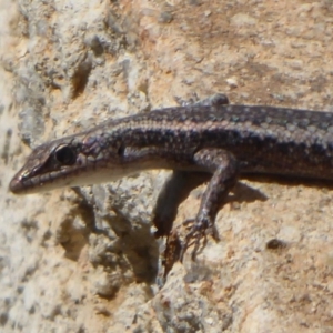 Cryptoblepharus buchananii at Northam, WA - 12 Sep 2019 02:40 PM