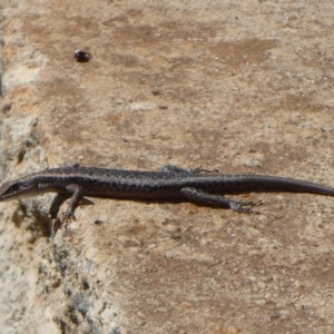 Cryptoblepharus buchananii at Northam, WA - 12 Sep 2019 02:40 PM