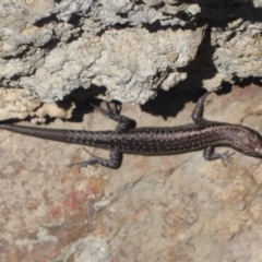 Cryptoblepharus buchananii at Northam, WA - 12 Sep 2019 02:40 PM