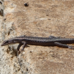 Cryptoblepharus buchananii at Northam, WA - 12 Sep 2019 02:40 PM