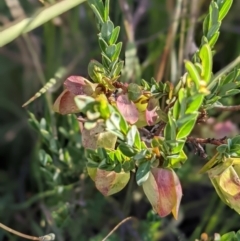 Pimelea bracteata (A Rice Flower) at Nurenmerenmong, NSW - 4 Feb 2022 by Marchien