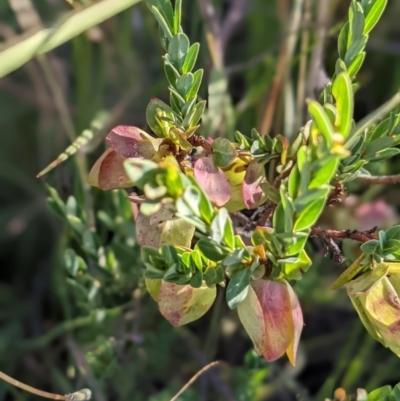 Pimelea bracteata (A Rice Flower) at Nurenmerenmong, NSW - 4 Feb 2022 by Marchien