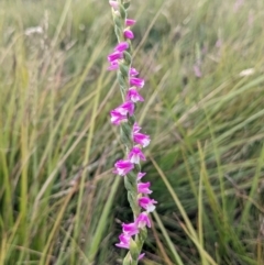 Spiranthes australis (Austral Ladies Tresses) at Nurenmerenmong, NSW - 4 Feb 2022 by Marchien