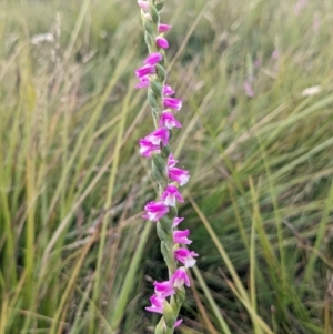 Spiranthes australis at Nurenmerenmong, NSW - 5 Feb 2022