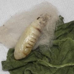 Pyraloidea immature Unverified (Pyraloidea caterpillar / pupa) at Higgins, ACT - 26 Apr 2022 by AlisonMilton