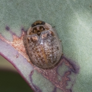 Paropsisterna m-fuscum at Molonglo Valley, ACT - 26 Apr 2022