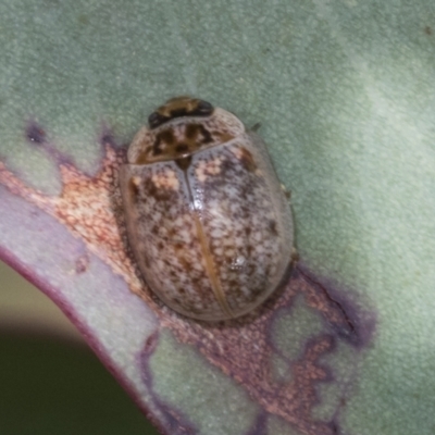 Paropsisterna m-fuscum (Eucalyptus Leaf Beetle) at Molonglo Valley, ACT - 26 Apr 2022 by AlisonMilton