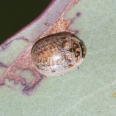 Paropsisterna m-fuscum at Molonglo Valley, ACT - 26 Apr 2022