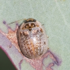 Paropsisterna m-fuscum at Molonglo Valley, ACT - 26 Apr 2022