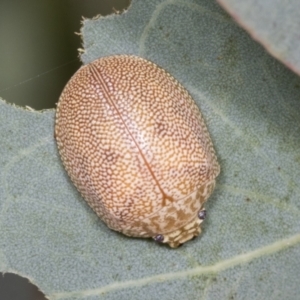 Paropsis atomaria at Molonglo Valley, ACT - 26 Apr 2022