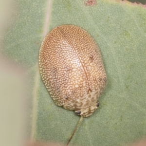 Paropsis atomaria at Molonglo Valley, ACT - 26 Apr 2022