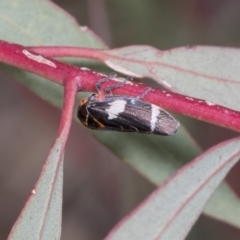 Eurymeloides pulchra (Gumtree hopper) at Molonglo Valley, ACT - 26 Apr 2022 by AlisonMilton