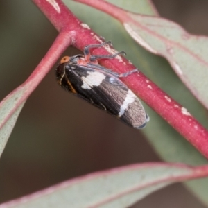 Eurymeloides sp. (genus) at Molonglo Valley, ACT - 26 Apr 2022