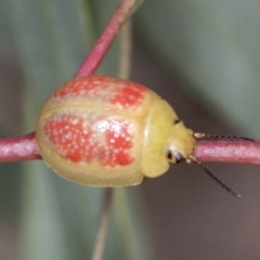 Paropsisterna fastidiosa (Eucalyptus leaf beetle) at Molonglo Valley, ACT - 26 Apr 2022 by AlisonMilton