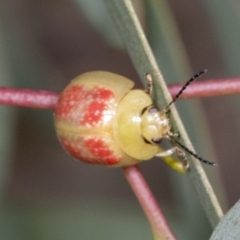 Paropsisterna fastidiosa at Molonglo Valley, ACT - 26 Apr 2022