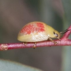 Paropsisterna fastidiosa at Molonglo Valley, ACT - 26 Apr 2022