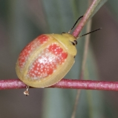 Paropsisterna fastidiosa at Molonglo Valley, ACT - 26 Apr 2022