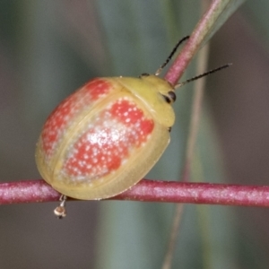 Paropsisterna fastidiosa at Molonglo Valley, ACT - 26 Apr 2022