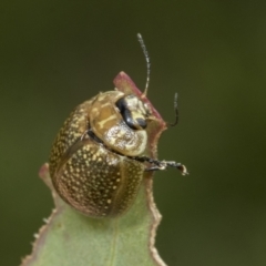 Paropsisterna cloelia (Eucalyptus variegated beetle) at Molonglo Valley, ACT - 26 Apr 2022 by AlisonMilton