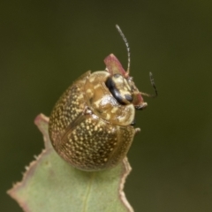 Paropsisterna cloelia at Molonglo Valley, ACT - 26 Apr 2022