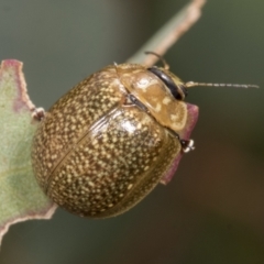 Paropsisterna cloelia at Molonglo Valley, ACT - 26 Apr 2022 12:39 PM