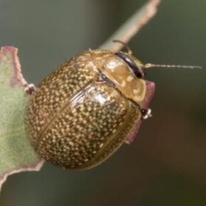 Paropsisterna cloelia at Molonglo Valley, ACT - 26 Apr 2022