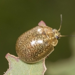 Paropsisterna cloelia at Molonglo Valley, ACT - 26 Apr 2022