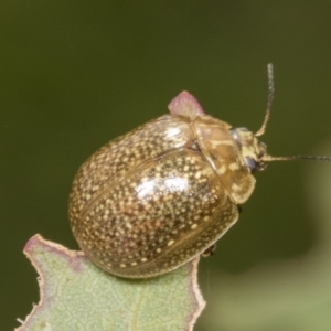 Paropsisterna cloelia at Molonglo Valley, ACT - 26 Apr 2022 12:39 PM