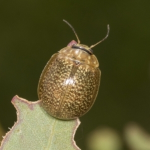 Paropsisterna cloelia at Molonglo Valley, ACT - 26 Apr 2022