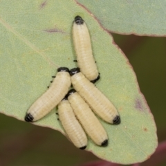 Paropsisterna cloelia (Eucalyptus variegated beetle) at Whitlam, ACT - 26 Apr 2022 by AlisonMilton