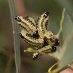 Paropsis atomaria (Eucalyptus leaf beetle) at Molonglo Valley, ACT - 26 Apr 2022 by AlisonMilton