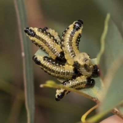 Paropsis atomaria (Eucalyptus leaf beetle) at Molonglo Valley, ACT - 26 Apr 2022 by AlisonMilton