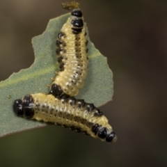 Paropsis atomaria at Molonglo Valley, ACT - 26 Apr 2022