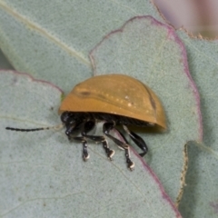 Paropsisterna cloelia at Molonglo Valley, ACT - 26 Apr 2022