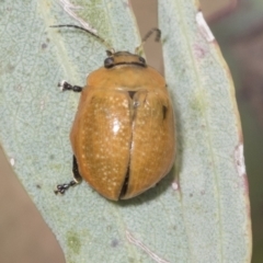 Paropsisterna cloelia at Molonglo Valley, ACT - 26 Apr 2022 12:43 PM